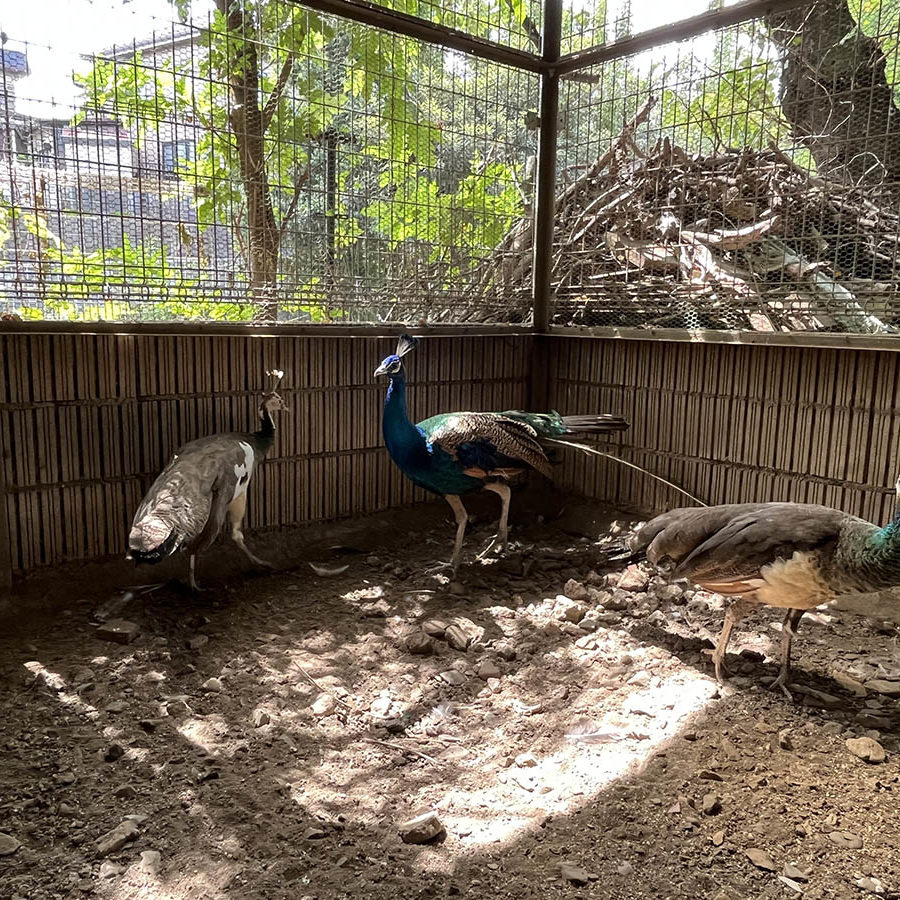 1200×900_Animals04‗Peacock