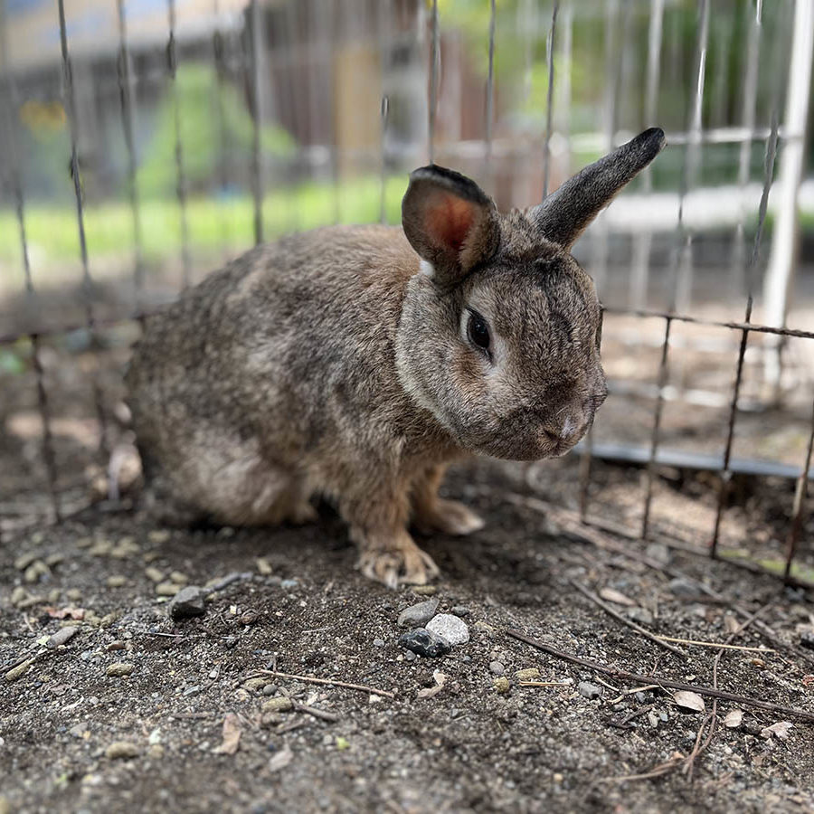 1200×900_Animals03‗Rabbit